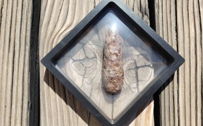 Big pine cone fossil