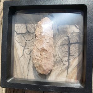 Wood pine cone fossil