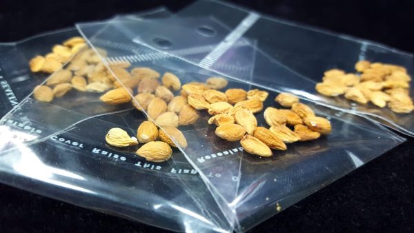 Cherry seeds - Image 3