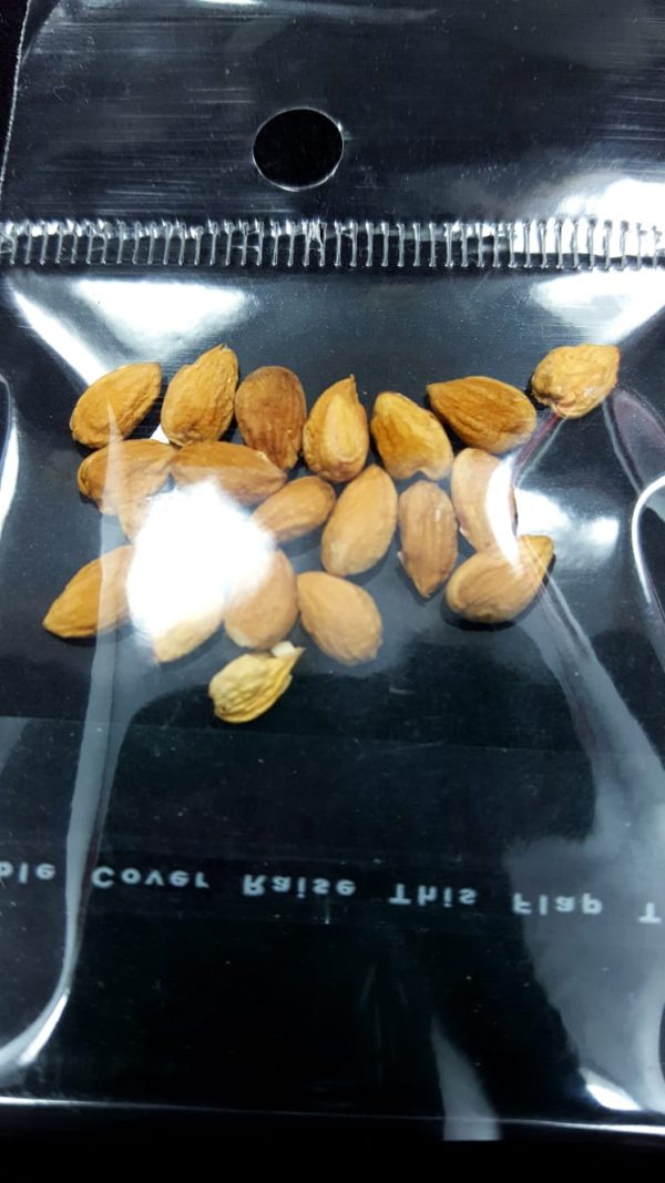 Cherry seeds