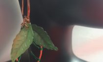 Green Leaf Wire Earrings